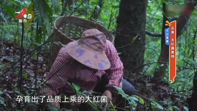 今日美食——云南：大红菌煮鸡