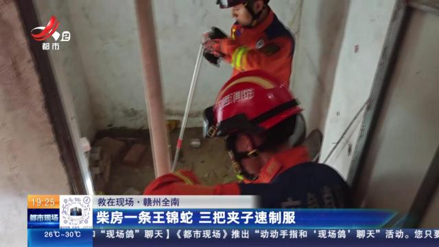 【救在现场】赣州全南：柴房一条王锦蛇 三把夹子速制服