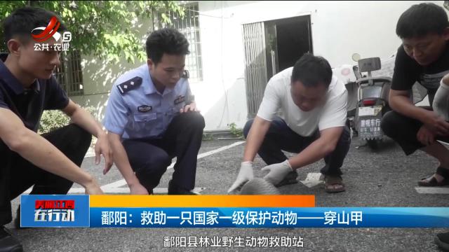 美丽江西在行动20250720 鄱阳：救助一只国家一级保护动物——穿山甲