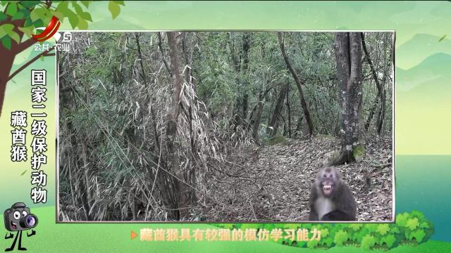 绿野秘踪20250730