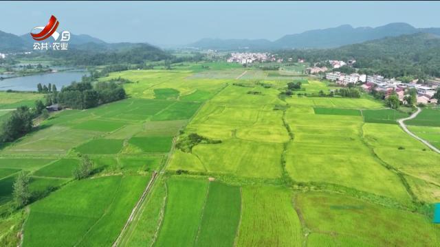 三农头条20250729