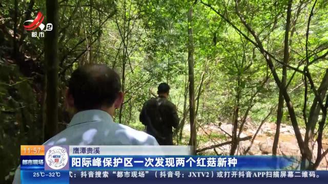 鹰潭贵溪：阳际峰保护区一次发现两个红菇新种