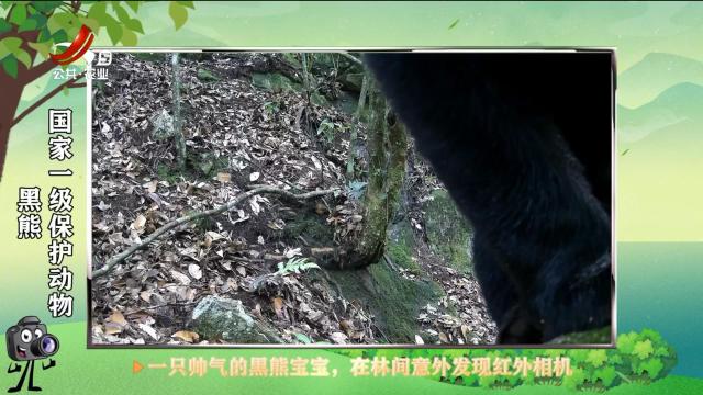 绿野秘踪20250713
