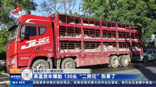 【赣闻天下】赣州兴国：高温货车爆胎 130头“二师兄”热晕了