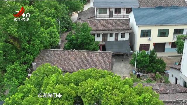 五哥帮忙团20250731