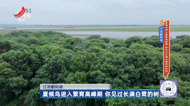 江西鄱阳湖：夏候鸟进入繁育高峰期 你见过长满白鹭的树林吗？