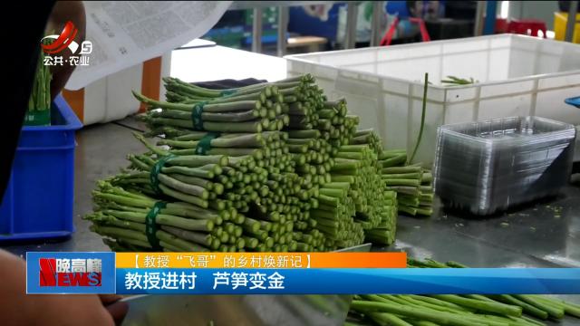 【教授“飞哥”的乡村焕新记】教授进村 芦笋变金
