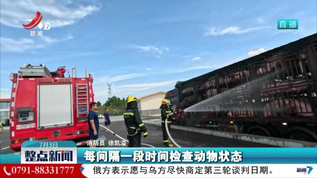 运输途中猪中暑 消防紧急救援