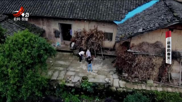 乡村栏目剧场20250704 迟来的春天