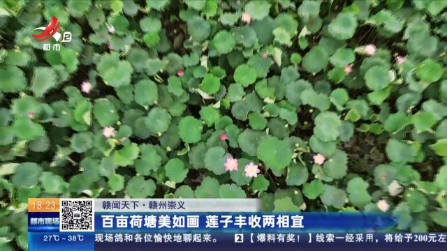 【赣闻天下】赣州崇义：百亩荷塘美如画 莲子丰收两相宜