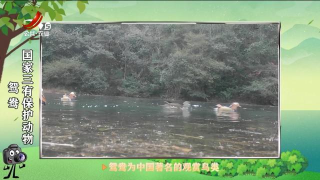 绿野秘踪20250721