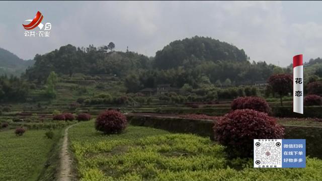 乡村栏目剧场20250709 花恋