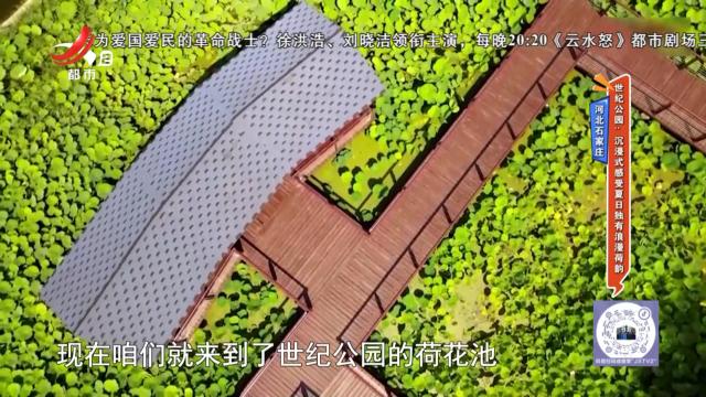 【河北石家庄】世纪公园：沉浸式感受夏日独有浪漫荷韵