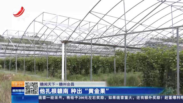 【赣闻天下】赣州会昌：他扎根赣南 种出“黄金果”