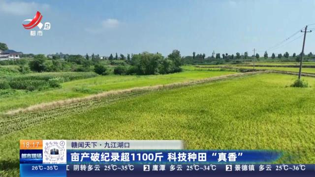 【赣闻天下】九江湖口：亩产破纪录超1100斤 科技种田“真香”