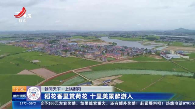【赣闻天下】上饶鄱阳：稻花香里赏荷花 十里美景醉游人