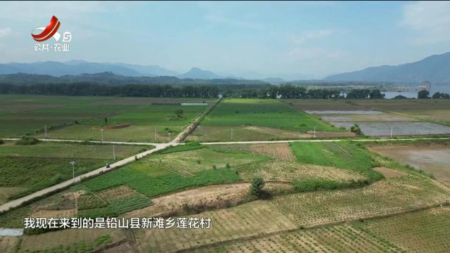 【文化下乡走基层】铅山：空心菜种出“幸福花”