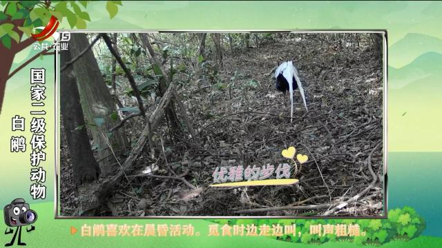 绿野秘踪20250728