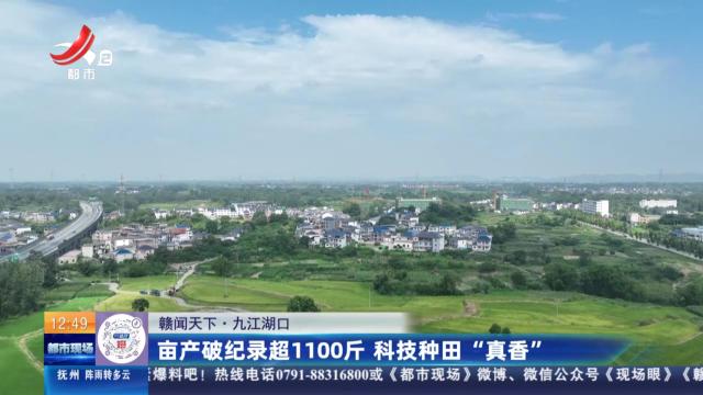 【赣闻天下】九江湖口：亩产破纪录超1100斤 科技种田“真香”