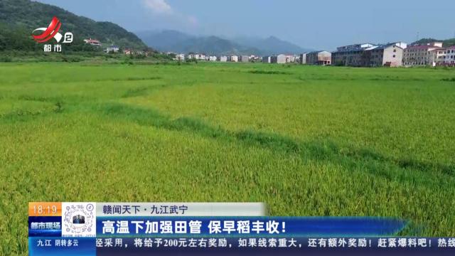 【赣闻天下】九江武宁：高温下加强田管 保早稻丰收！