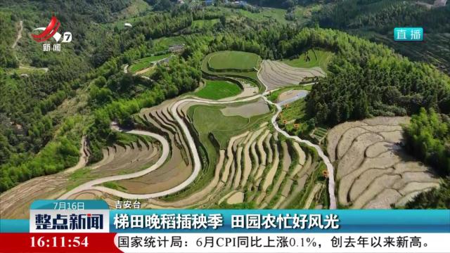 梯田晚稻插秧季 田园农忙好风光