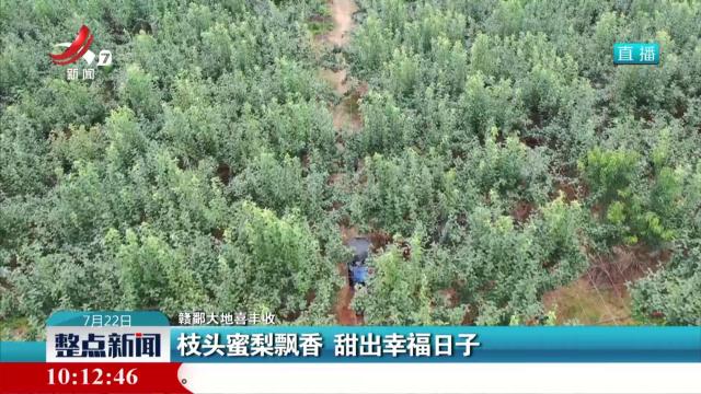 【赣鄱大地喜丰收】枝头蜜梨飘香 甜出幸福日子