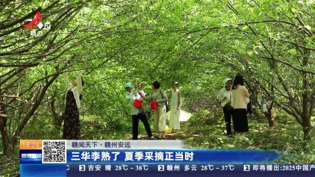 【赣闻天下】赣州安远：三华李熟了 夏季采摘正当时