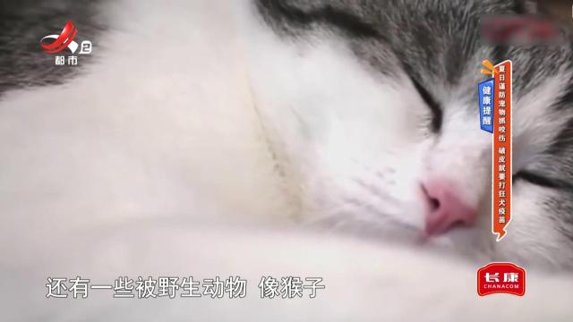 健康提醒：夏日谨防宠物抓咬伤 破皮就要打狂犬疫苗