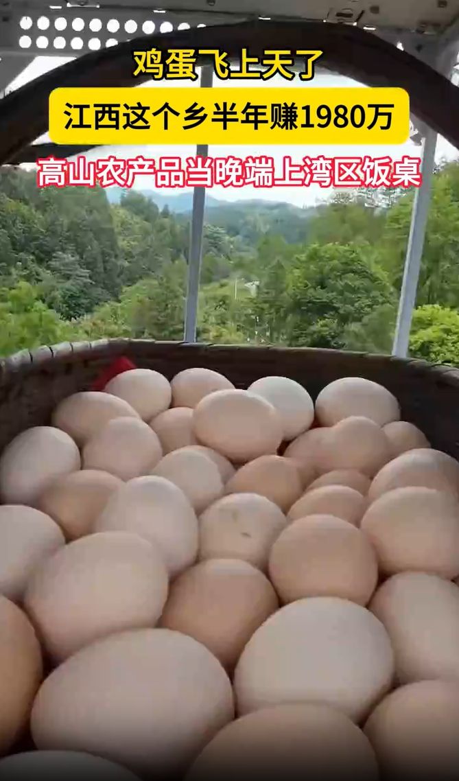 鸡蛋飞上天了 江西这个乡半年赚1980万 高山农产品当晚端上湾区饭桌