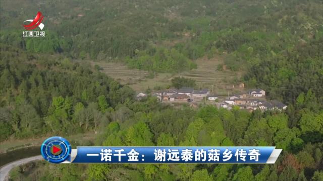 社会传真20250717 一诺千金：谢远泰的菇乡传奇