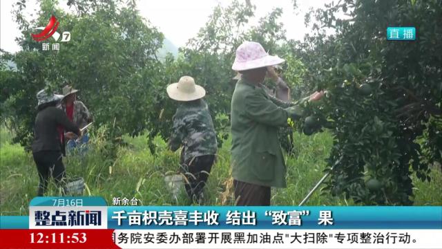 千亩枳壳喜丰收 结出“致富”果
