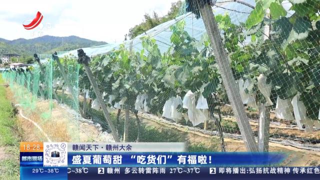 【赣闻天下】赣州大余：盛夏葡萄甜 “吃货们”有福啦！