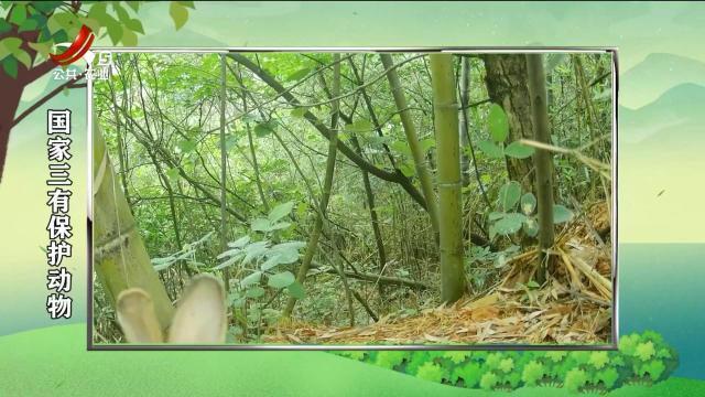 绿野秘踪20250729