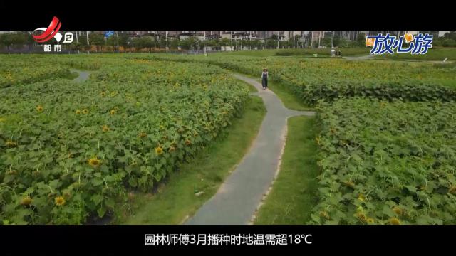 都市放心游20250727