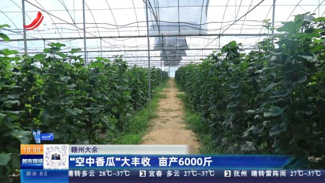 赣州大余：“空中香瓜”大丰收 亩产6000斤