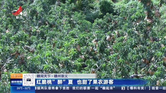 【赣闻天下】赣州崇义：红脆桃“醉”夏 也甜了果农游客