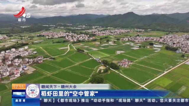 【赣闻天下】赣州大余：稻虾田里的“空中管家”
