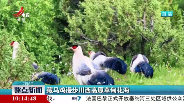 藏马鸡漫步川西高原草甸花海