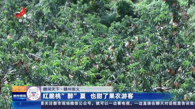 【赣闻天下】赣州崇义：红脆桃“醉”夏 也甜了果农游客