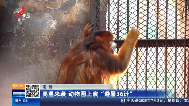 南昌：高温来袭 动物园上演“避暑36计”