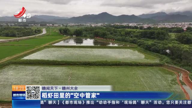 【赣闻天下】赣州大余：稻虾田里的“空中管家”