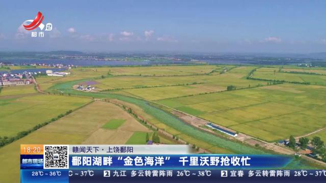 【赣闻天下】上饶鄱阳：鄱阳湖畔“金色海洋” 千里沃野抢收忙