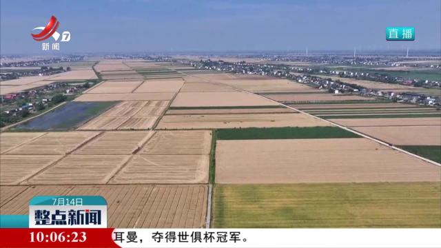 今年我省夏粮再获丰收 实现三提升