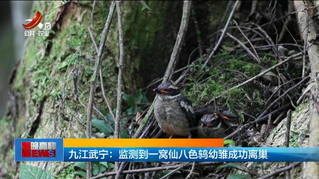 九江武宁：监测到一窝仙八色鸫幼雏成功离巢