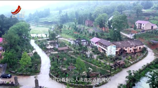 稻花香里20250708 【乡村振兴进行时】紫薇山谷——花海深处的诗和远方