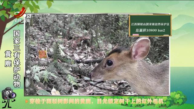 绿野秘踪20250710