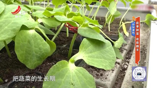 你知道吗：应季种菜 收获颇丰