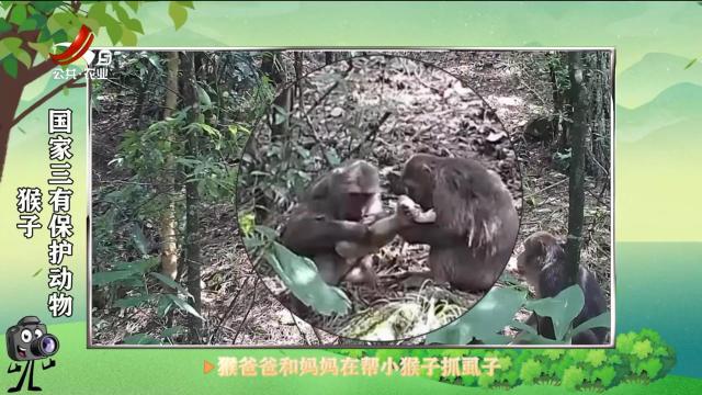 绿野秘踪20250703