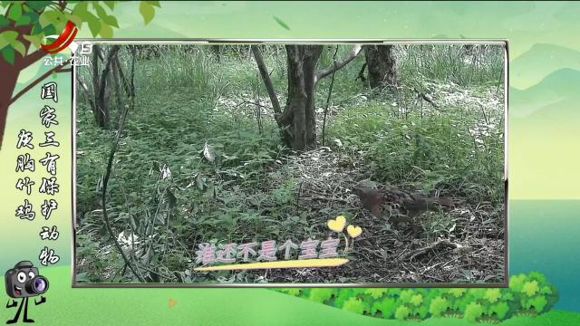 绿野秘踪20250725
