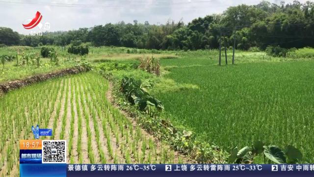 【直面问题纠“四风” 敢作善为抓落实】赣州赣县区：水塘蓄水“不给力” 百亩农田“喊渴”